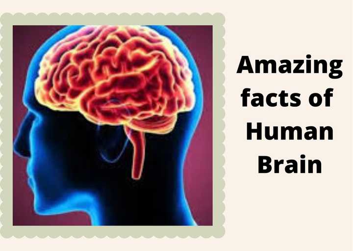 Amazing facts of Human Brain | V mantras