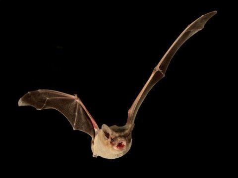 L'animal le plus rapide du monde est une chauve-souris brésilien